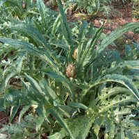 Artiskok (Cynara scolymus)
