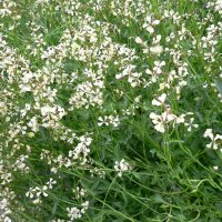 Rucola (Eruca vesicaria)
