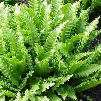 Hjortetunge (Asplenium scolopendrium)