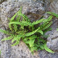 Rundfinnet Radel�v (Asplenium trichomanes)