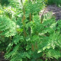 Kongebregne (Osmunda regalis)