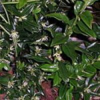 K�db�r (Sarcococca confusa)