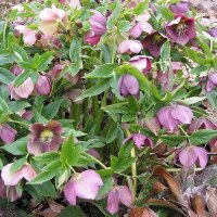 Julerose (Helleborus x hybridus)