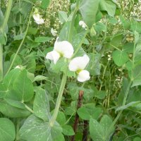 �rt (Pisum sativum)