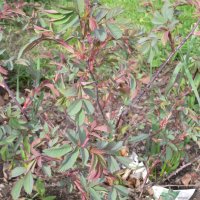 Kobberrose (Rosa glauca)