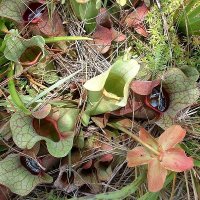 Fluetrompet (Sarracenia purpurea)