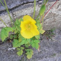 Skov-Valmues�ster (Meconopsis cambria)