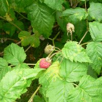 Hindb�r (Rubus idaeus)