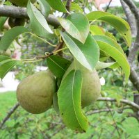 P�re (Pyrus communis)