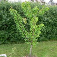 S�dkirseb�r (Prunus avium)