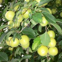 Mirabel (Prunus cerasifera)