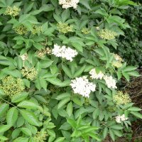 Hyld (Sambucus nigra)