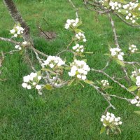 Blomme (Prunus domestica)