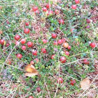 Traneb�r (Vaccinium oxycoccos)
