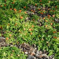 Guldb�r (Rubus xanthocarpus)