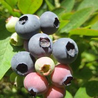 Bl�b�r (Vaccinium corymbosum)