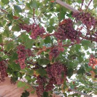 Vin (Vitis vinifera)