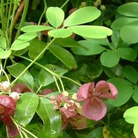 Akebia (Akebia quinata)