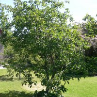�ble (malus sylvestris var. domestica)