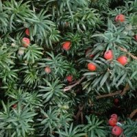 Almindelig Taks (Taxus baccata)