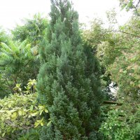 Almindelig Thuja (Thuja occidentalis)