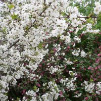 Surkirseb�r (Prunus cerasus)