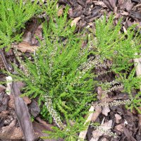 Hedelyng (Calluna vulgaris)