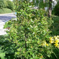 Kristtorn (Ilex)