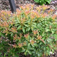 Pieris (Pieris japonica)