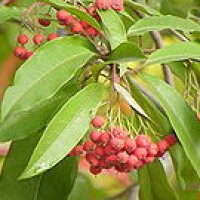 Vinterlue (Photinia davidiana)