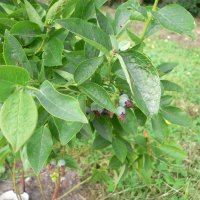 Amerikansk bl�b�r (Vaccinium corymbosum)