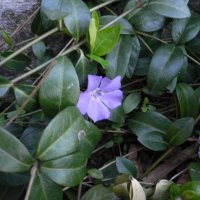 Liden Singr�n (Vinca minor)