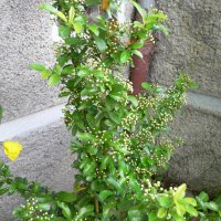 Ildtorn (Pyracantha coccinea)