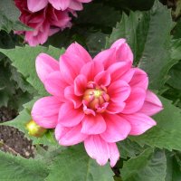 Dahlia (Dahlia cultorum)