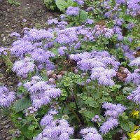Bl�kvast (Ageratum houstonianum)