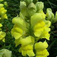 L�vemund (Antirrhinum majus)