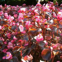 Begonie (Begonia semperflorens)