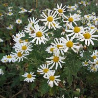 Margerit (Chrysanthemum)