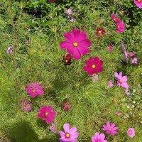 Stolt Kavaler (Cosmos bipinnatus)