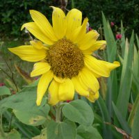 Solsikke (Helianthus annuus)
