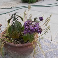 �gte Heliotrop (Heliotropium peruvianum)