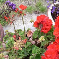 Pelargonie (Pelargonium pelatum)
