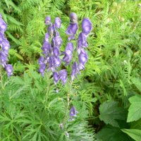 �gte Stormhat (Aconitum napellus)