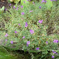 Bl�pude (Aubrieta hybrida)