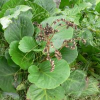 K�mpestenbr�k (Bergenia cordifolia)