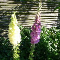 Fingerb�l (Digitalis purpurea)