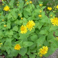 Gemserod (Doronicum caucasicum)