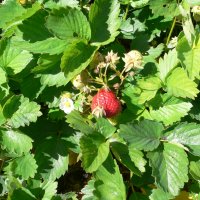 Jordb�r (Fragaria x ananassa)