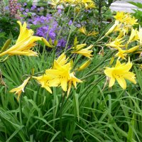 Daglilje (Hemerocallis hybrida)