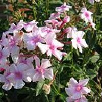 H�st-Floks (Phlox paniculata)